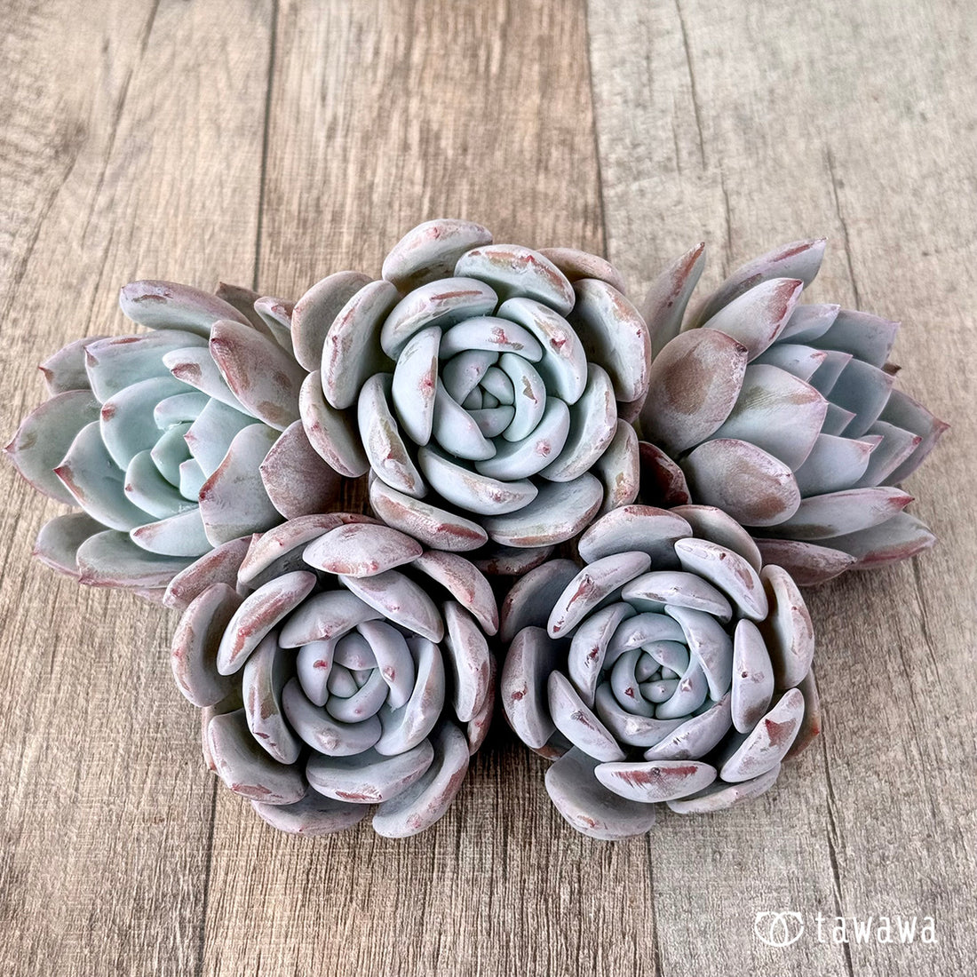 スノームーン(エアーマジック苗)