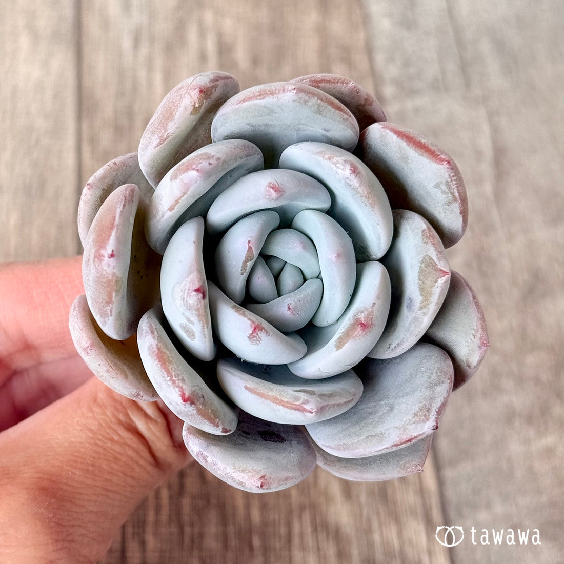 スノームーン(エアーマジック苗)