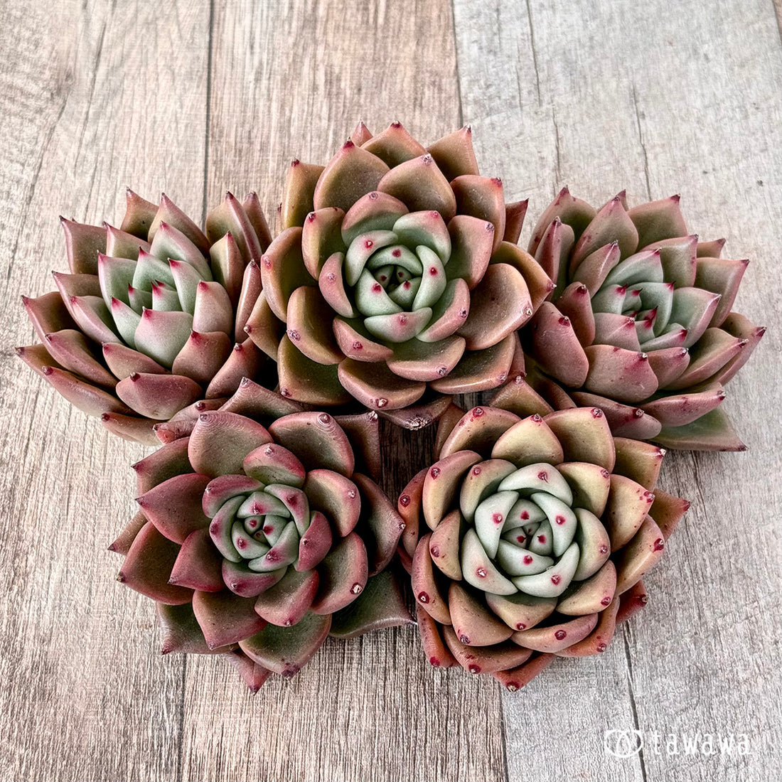 レッドキングダム(エアーマジック苗)