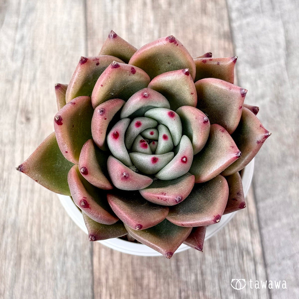 Red Kingdom (Air Magic Seedling)