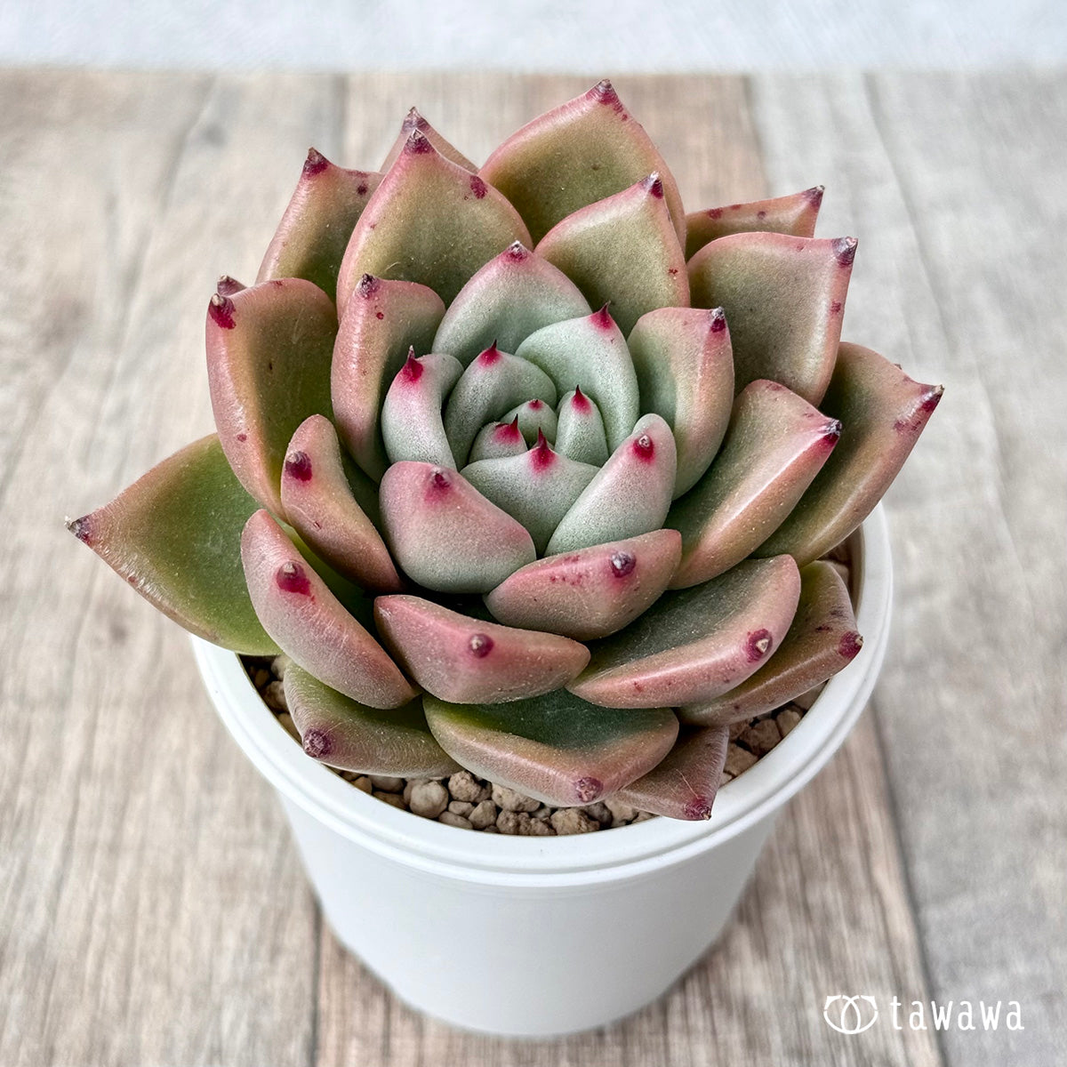 Red Kingdom (Air Magic Seedling)
