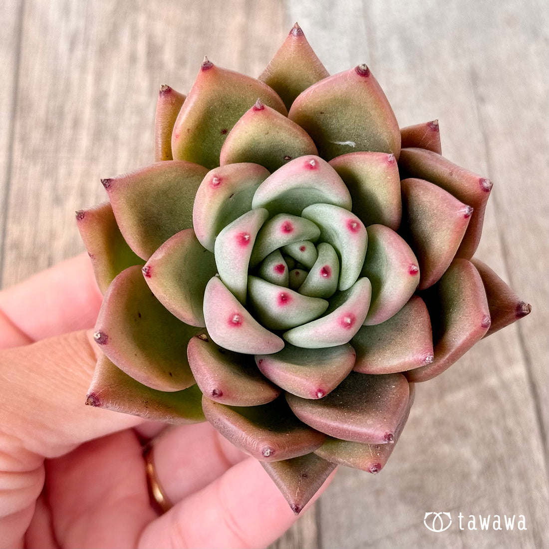 レッドキングダム(エアーマジック苗)