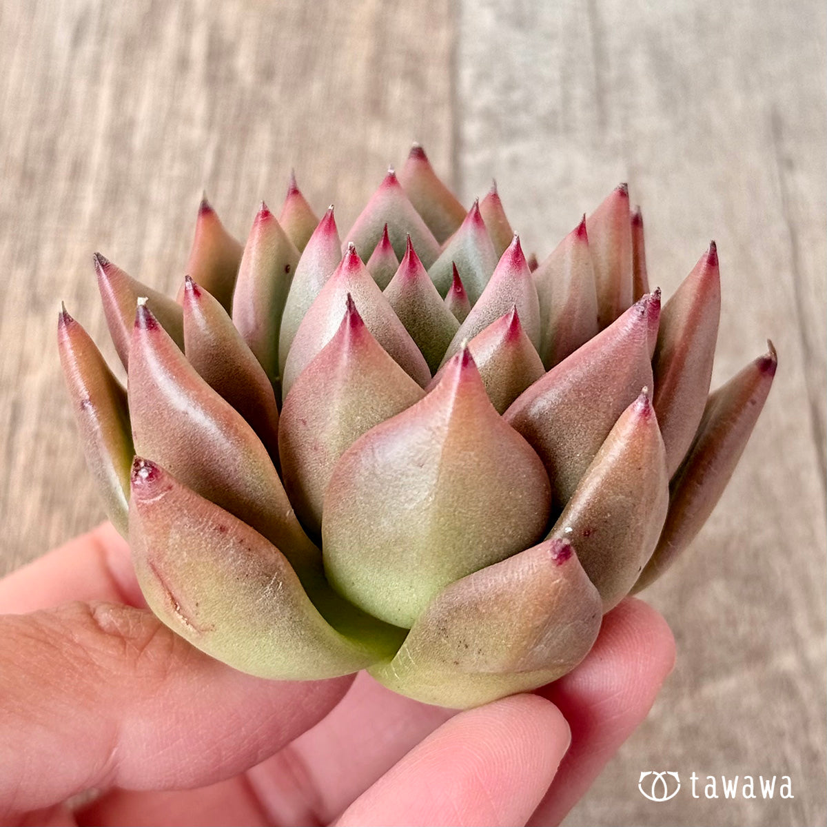 Red Kingdom (Air Magic Seedling)