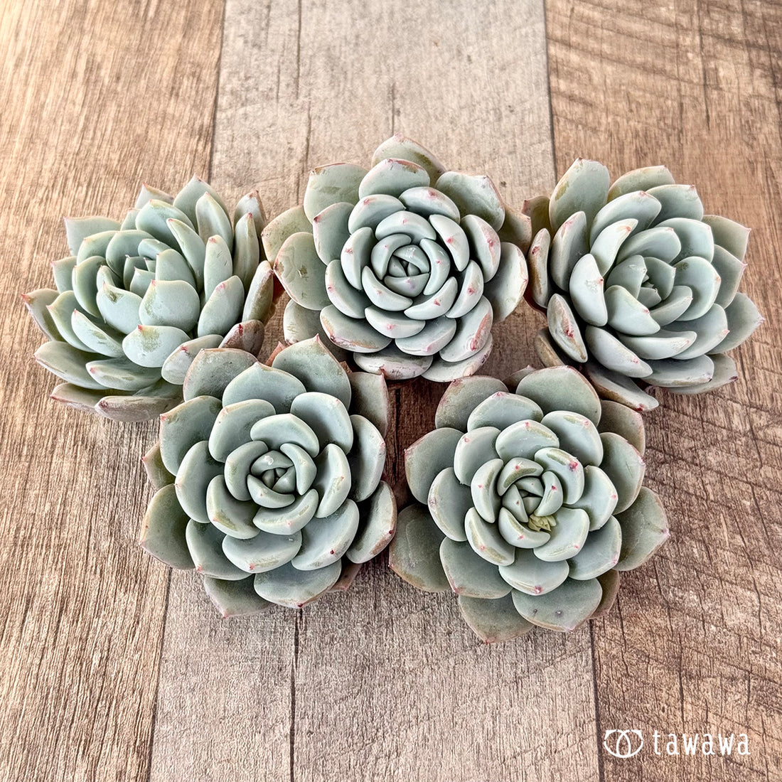 ブランコ(エアーマジック苗)