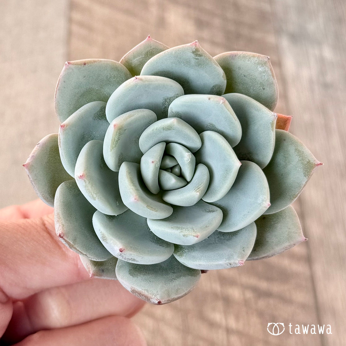 ブランコ(エアーマジック苗)