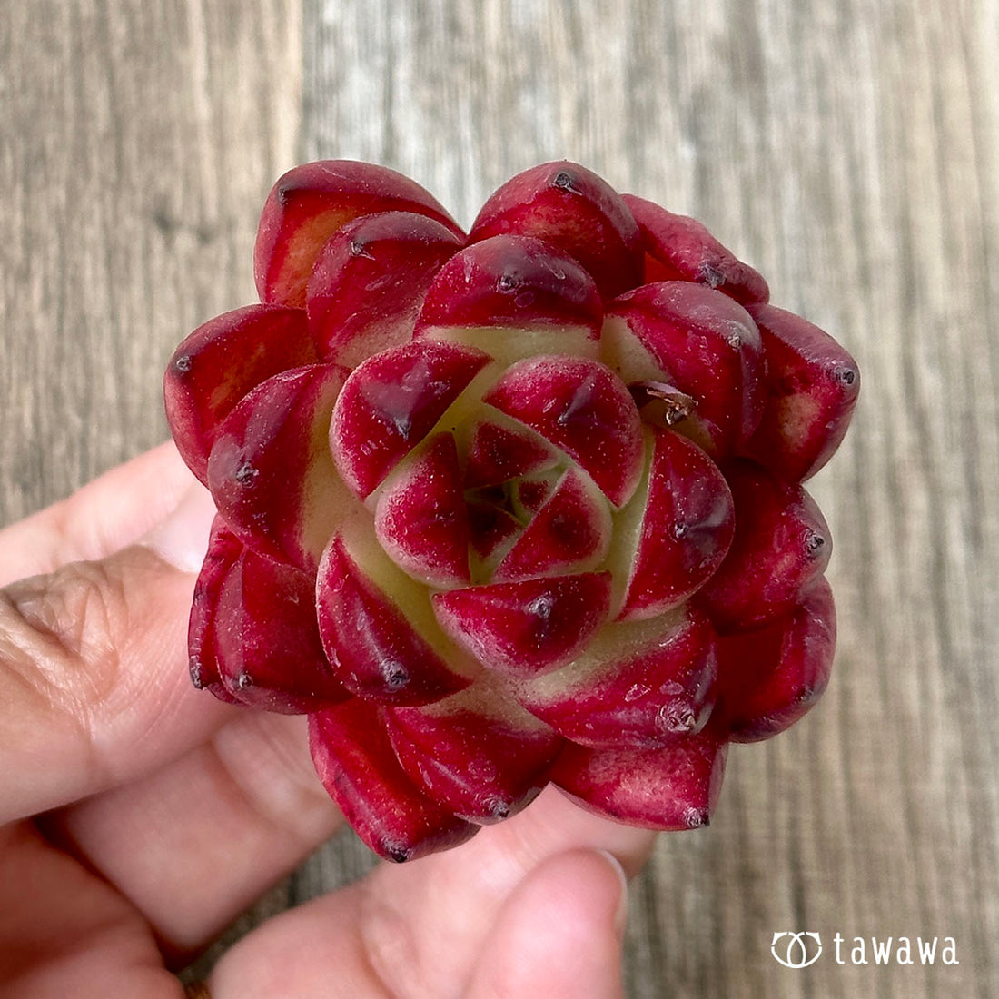 New Arrivals: Ice Green