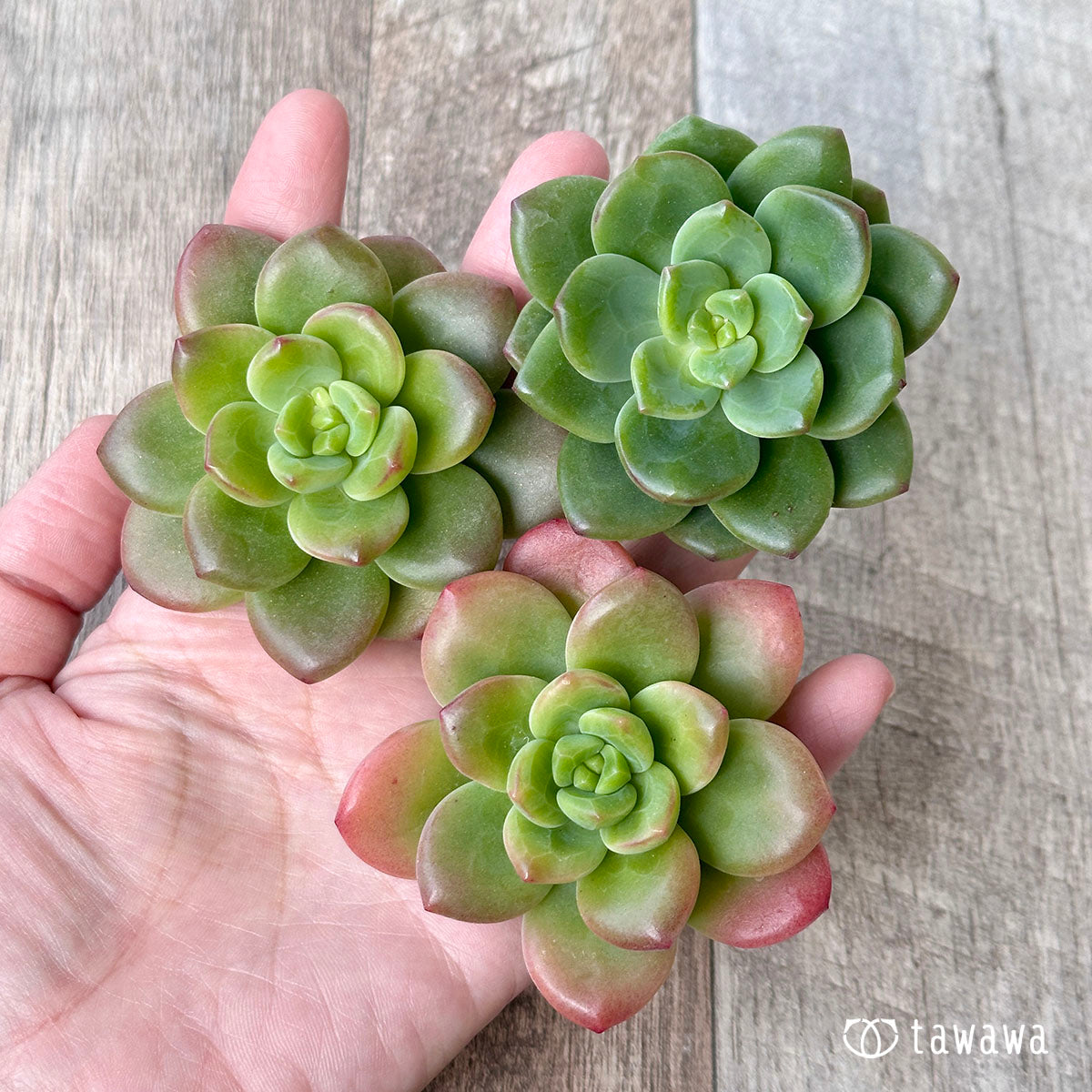 ペリドット