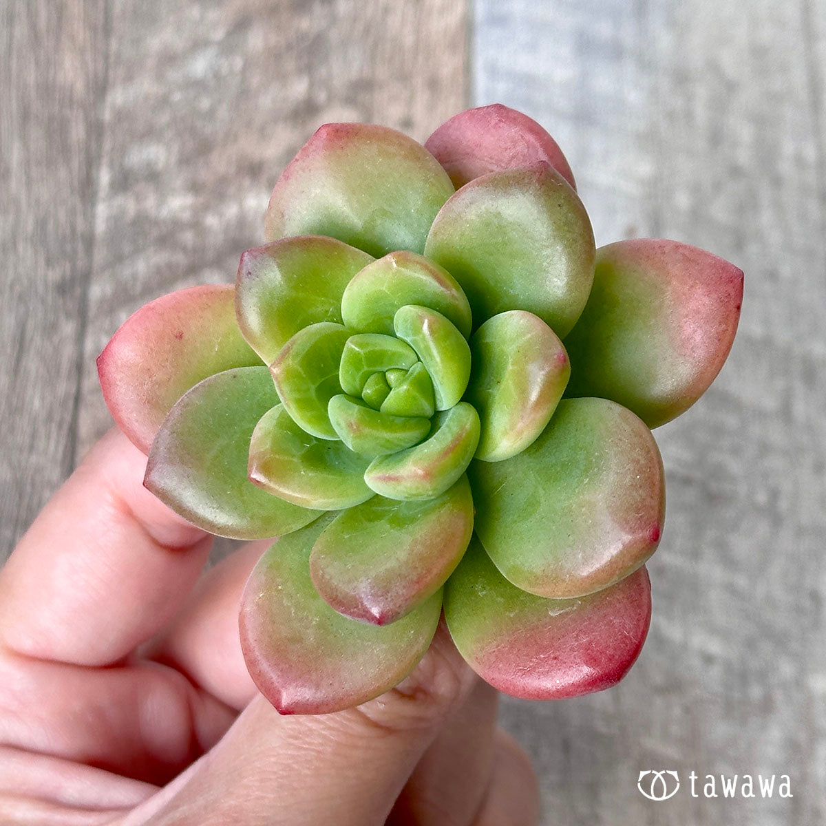 ペリドット