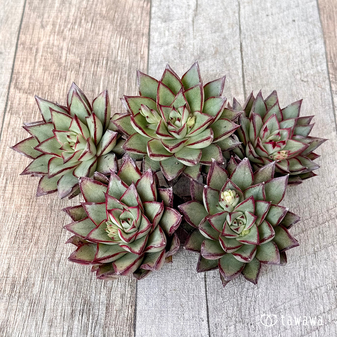 コルパップ(エアーマジック苗)