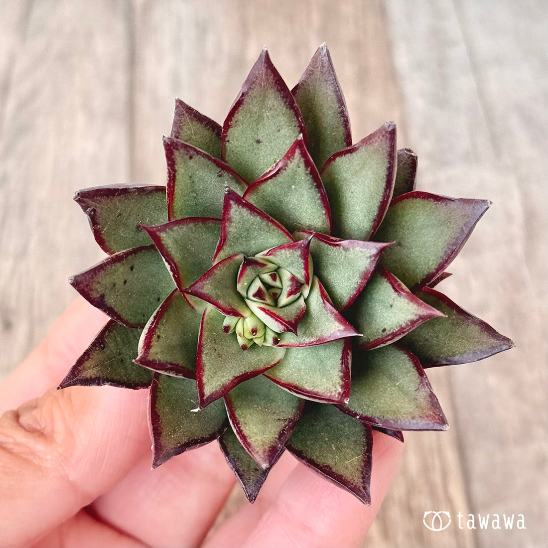 コルパップ(エアーマジック苗)