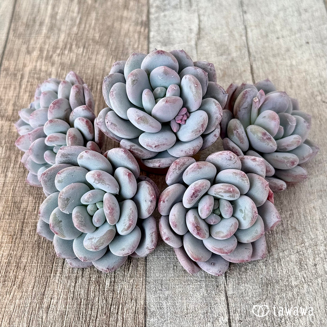 Lee-wha(エアーマジック苗)