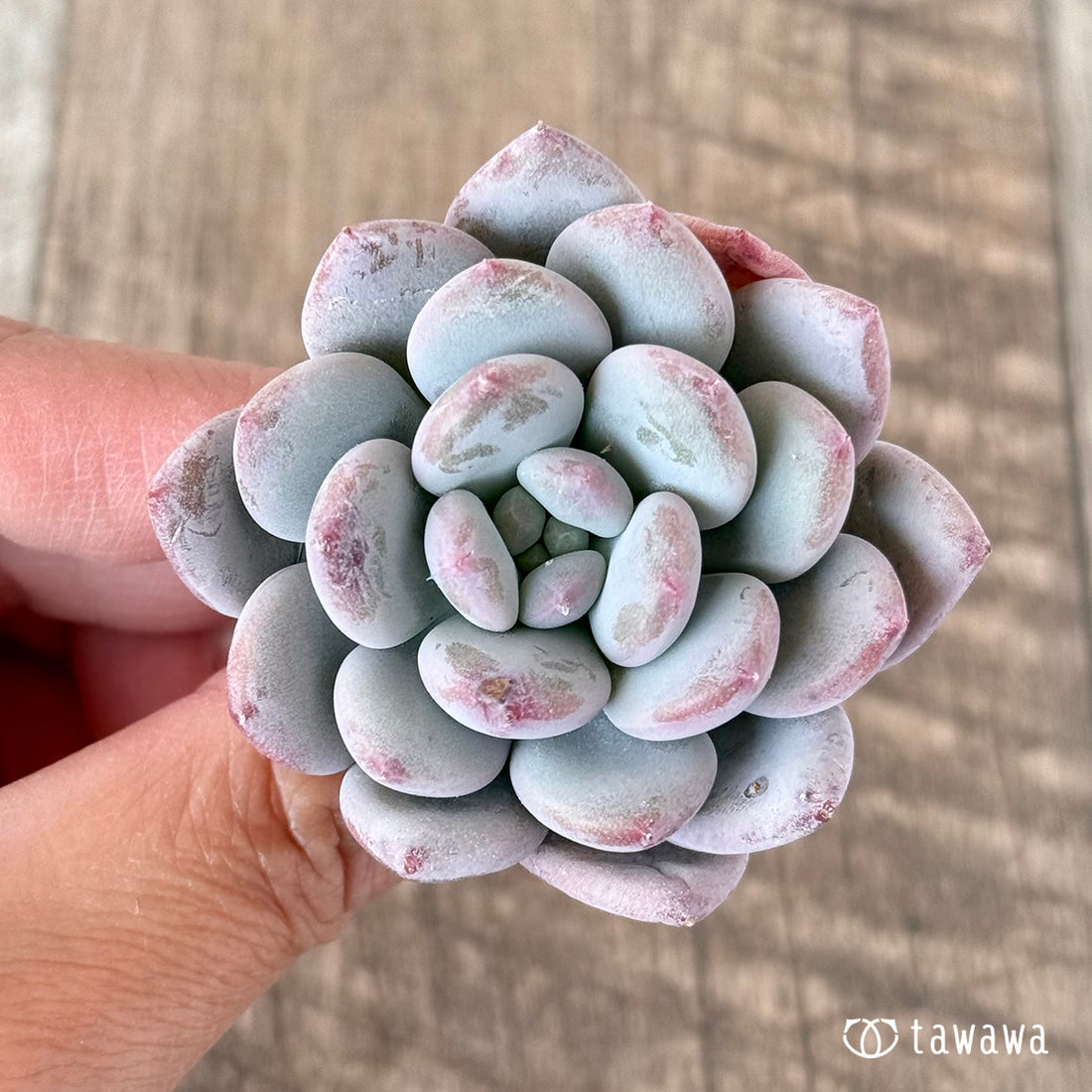 Lee-wha(エアーマジック苗)