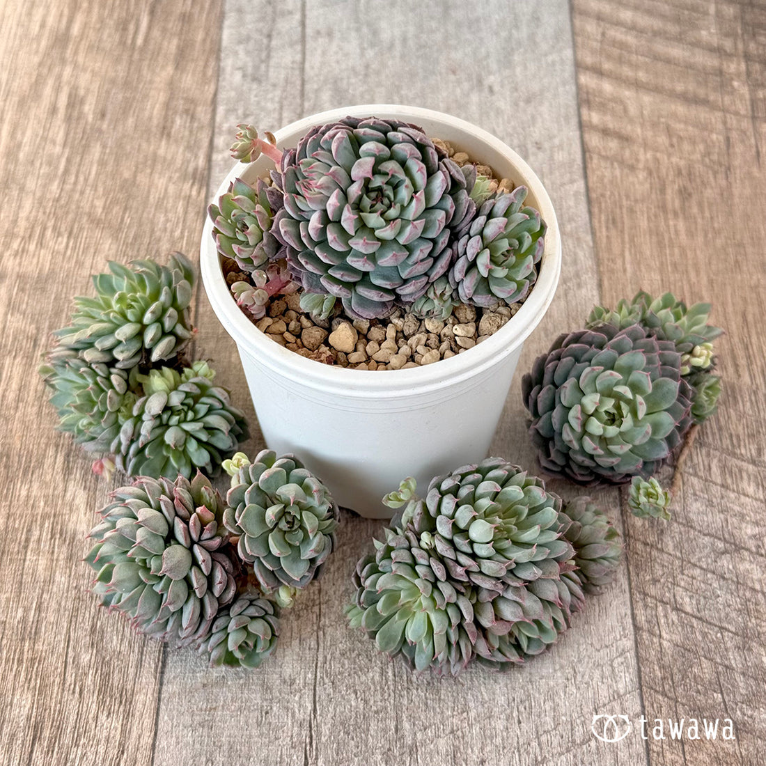 ザンディロ(エアーマジック苗)