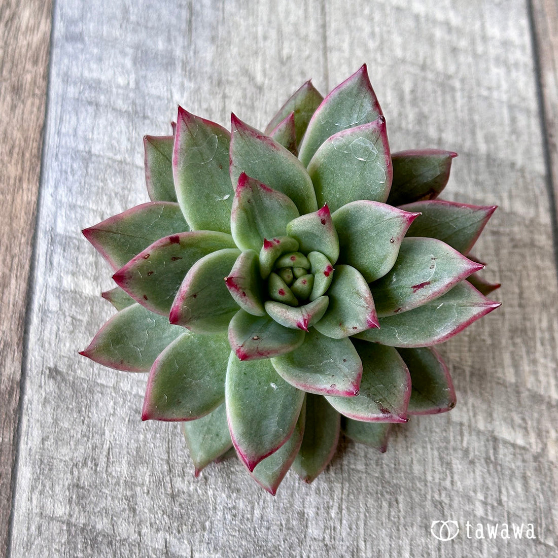 ブランコマリア錦 ①