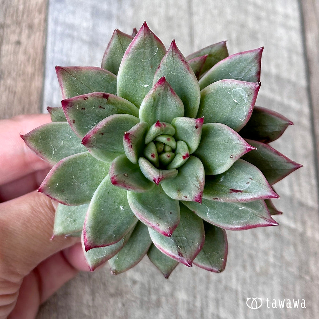 ブランコマリア錦 ①