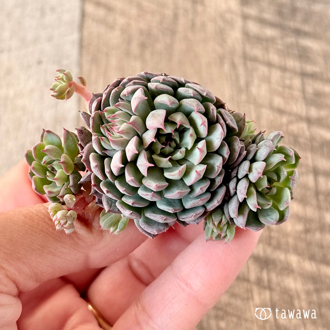 ザンディロ(エアーマジック苗)