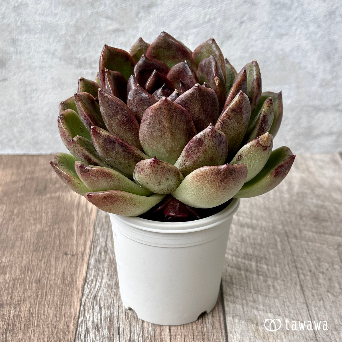 New Arrivals: Ice Green