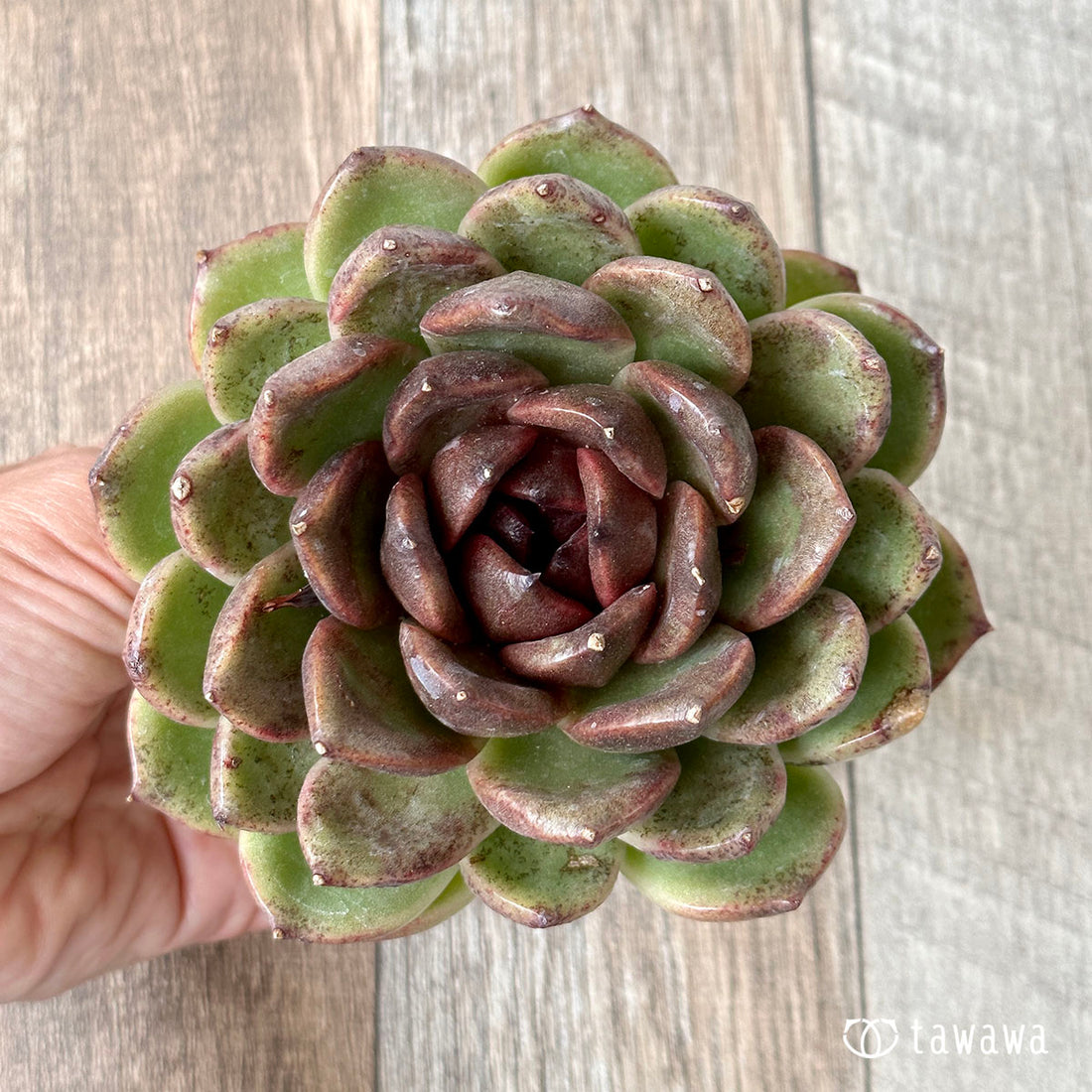 New Arrivals: Ice Green