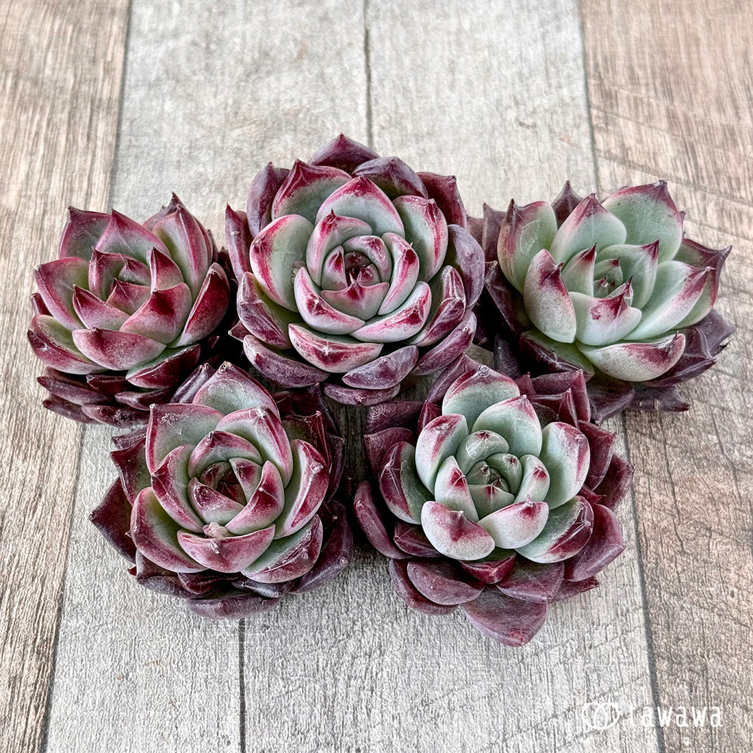 レッドチヒロ スペシャル(エアーマジック苗)