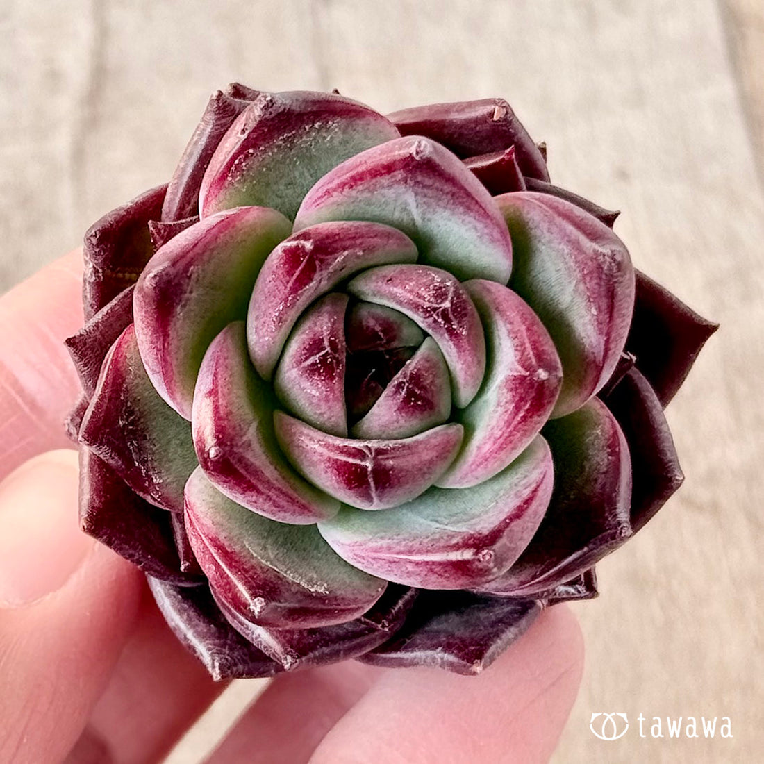 レッドチヒロ スペシャル(エアーマジック苗)