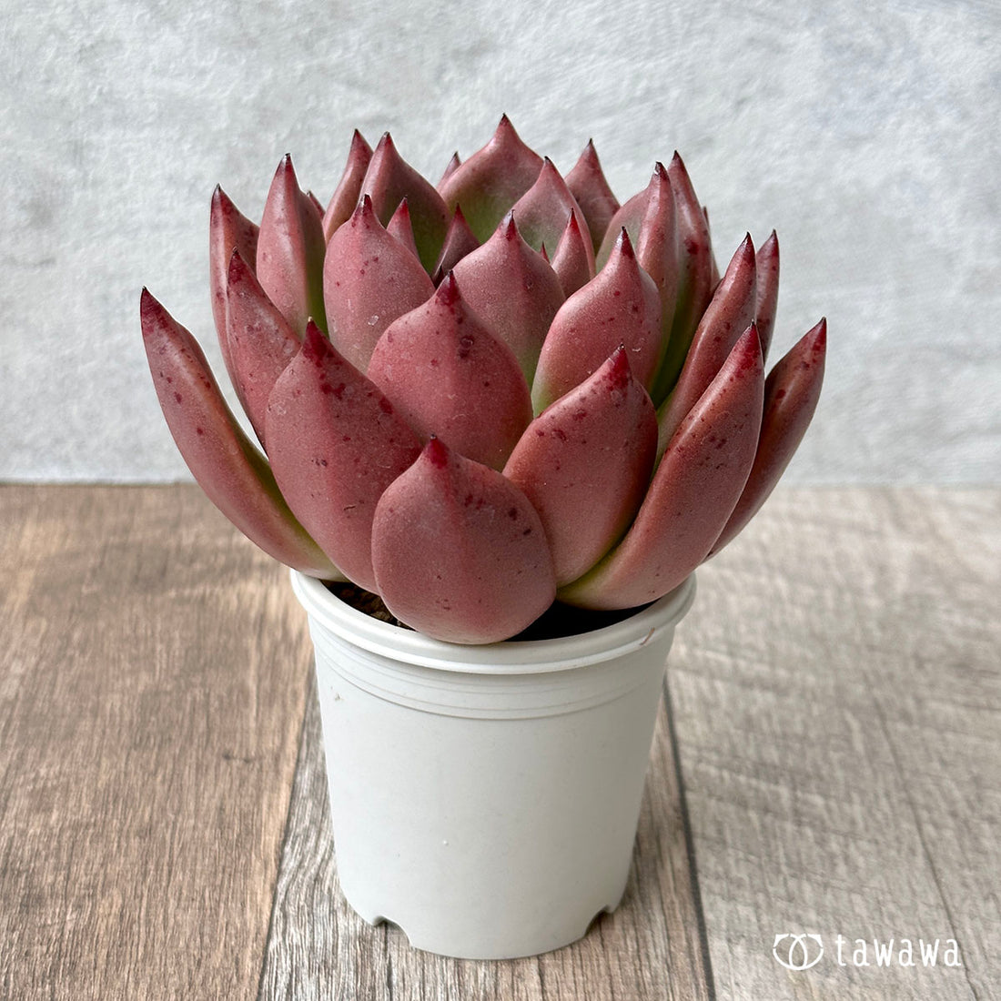 New Arrivals: Ice Green