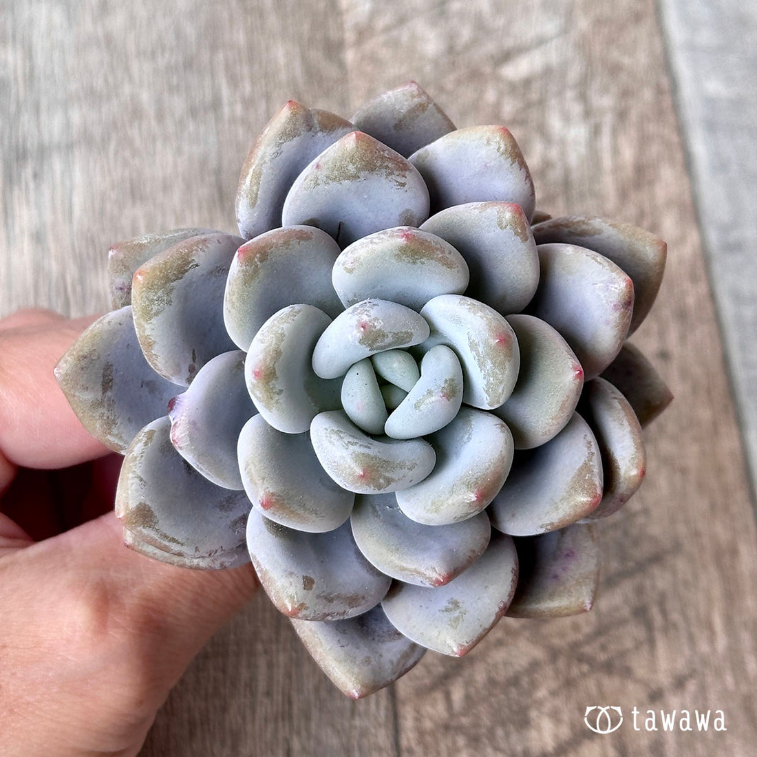 クイーンズボール(エアーマジック苗)