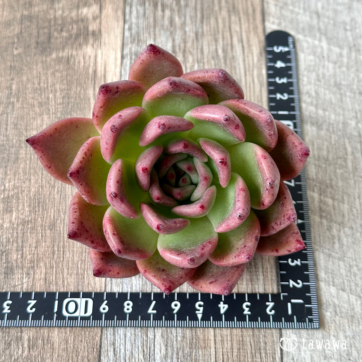 New Arrivals: Ice Green