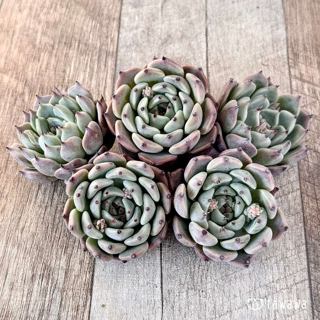 ジャッカル(エアーマジック苗)