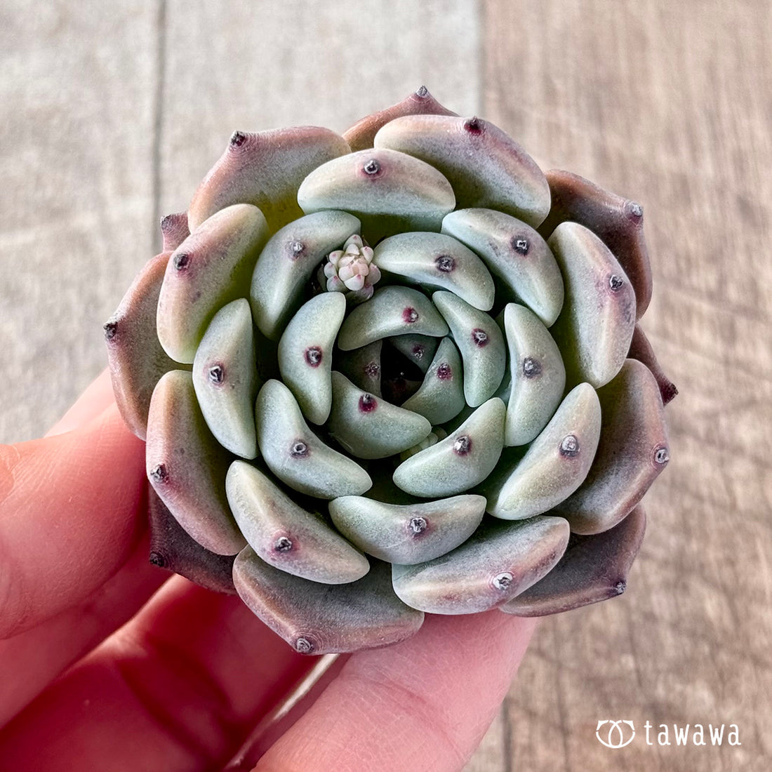 ジャッカル(エアーマジック苗)