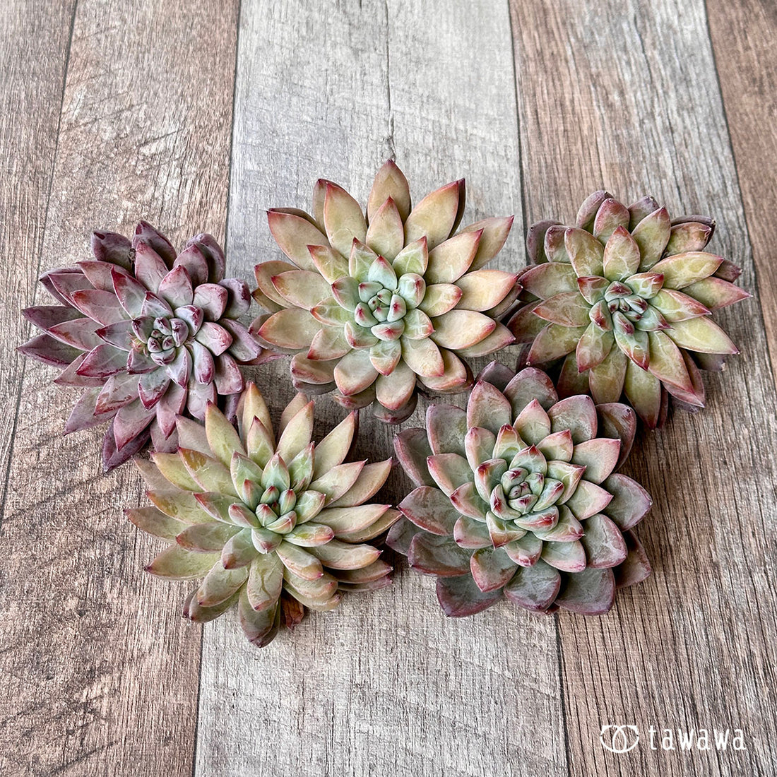 マックトリ(エアーマジック苗)