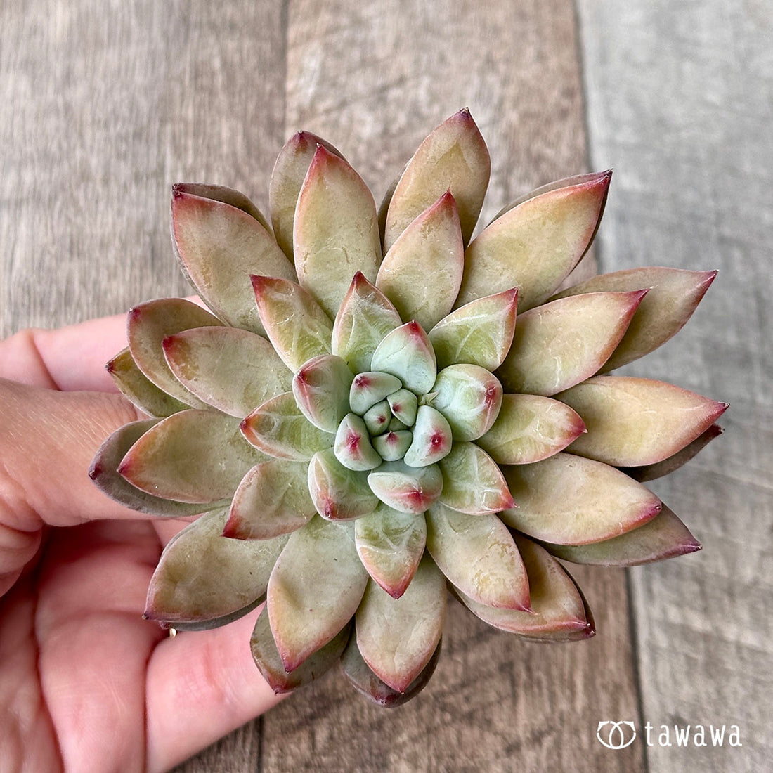 マックトリ(エアーマジック苗)