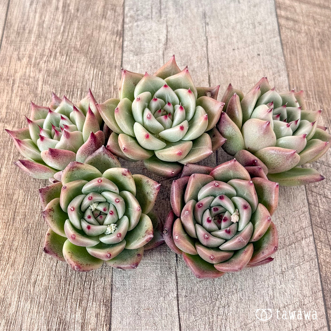 チヒロ(エアーマジック苗)