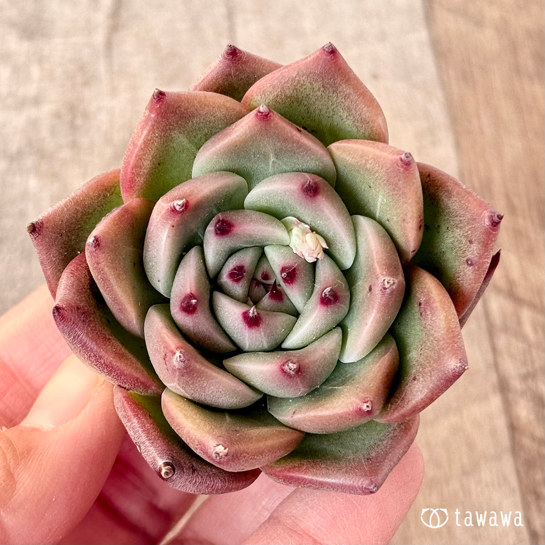 チヒロ(エアーマジック苗)