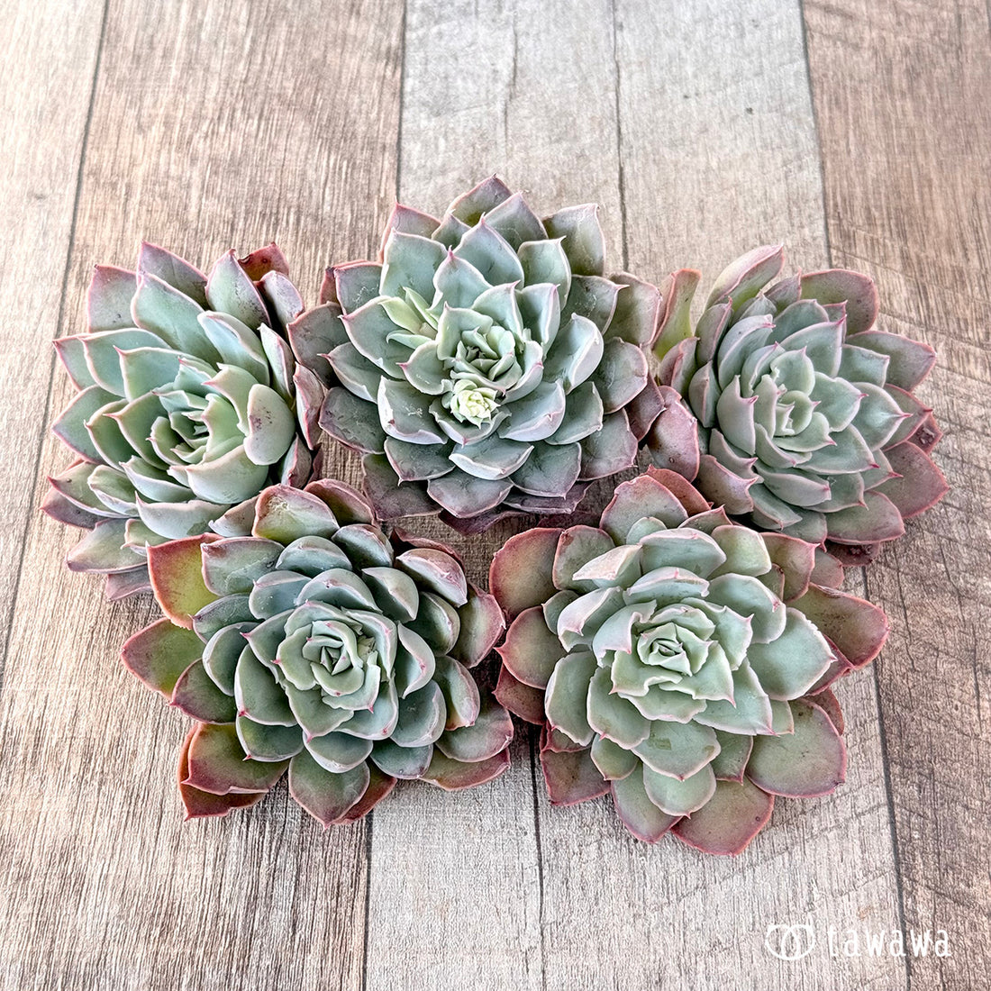 ハバナ(エアーマジック苗)