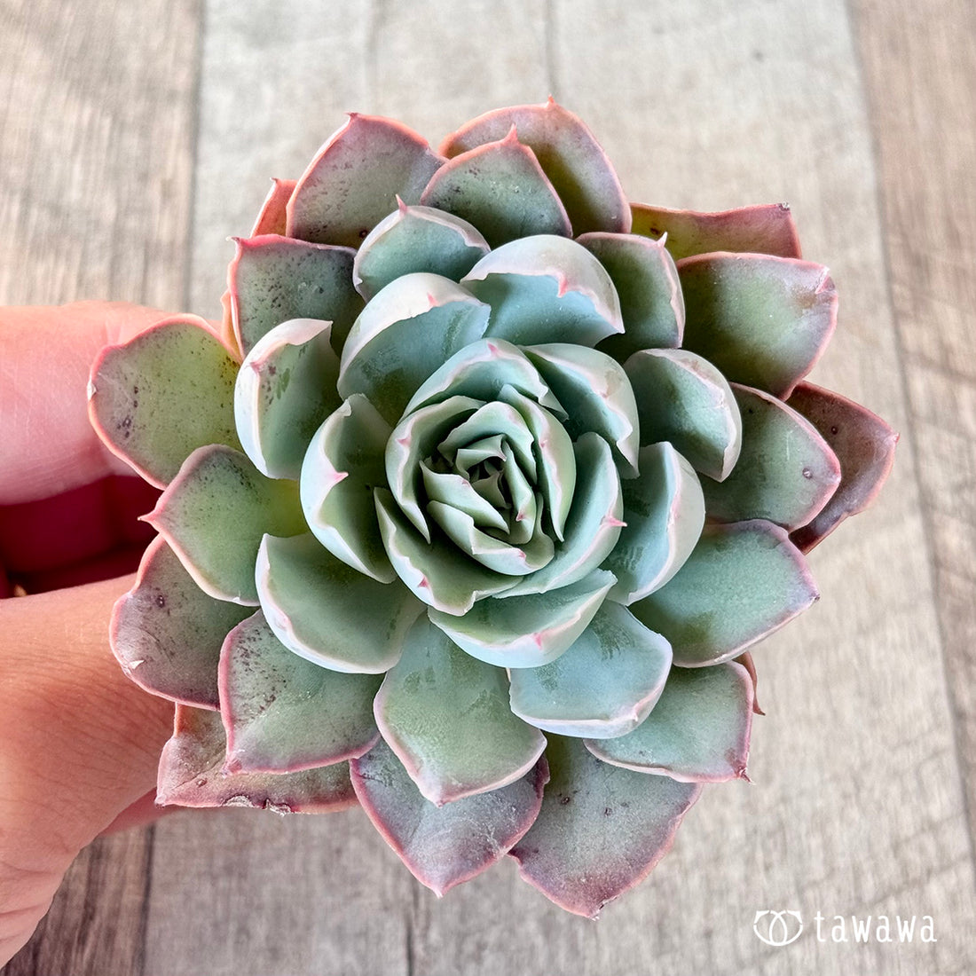 ハバナ(エアーマジック苗)