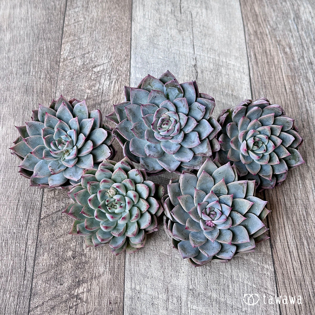 ポリカ(エアーマジック苗)