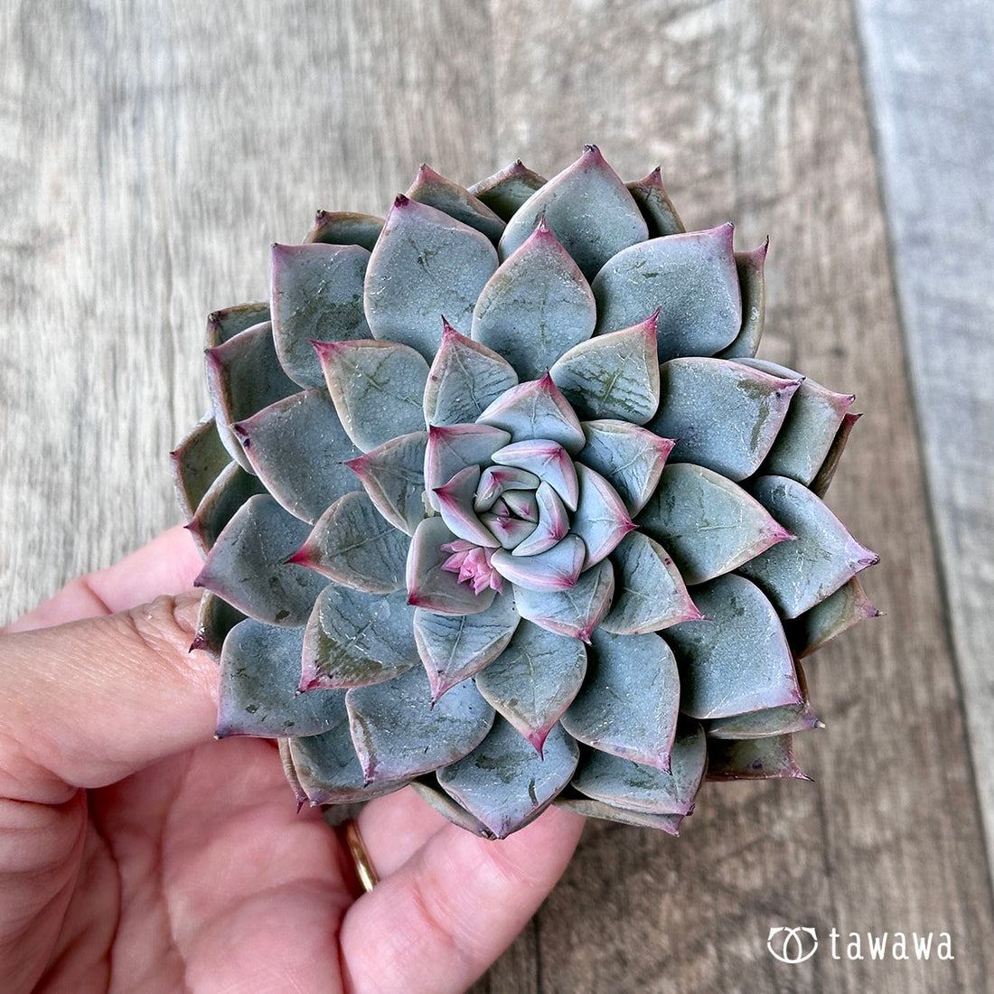 ポリカ(エアーマジック苗)