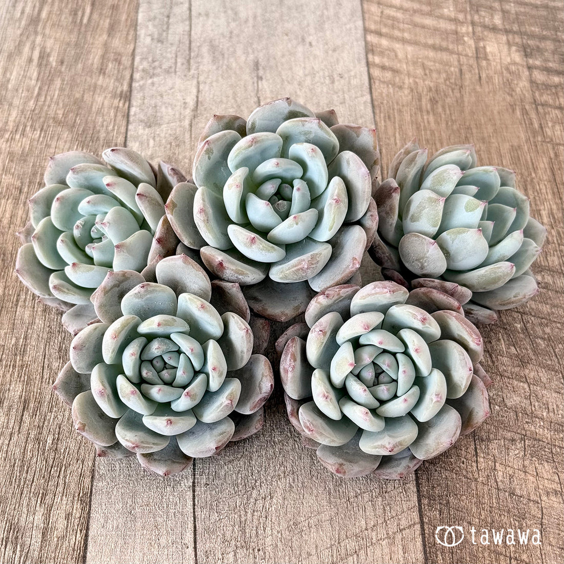 スウィートミント(エアーマジック苗)