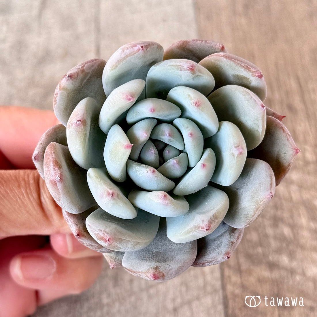 スウィートミント(エアーマジック苗)