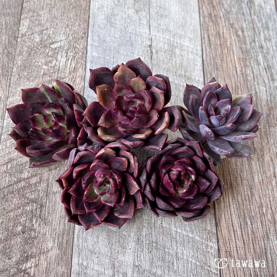 シャインブライ(エアーマジック苗)