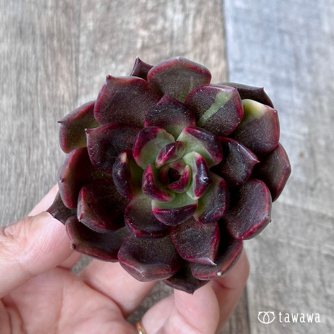 シャインブライ(エアーマジック苗)