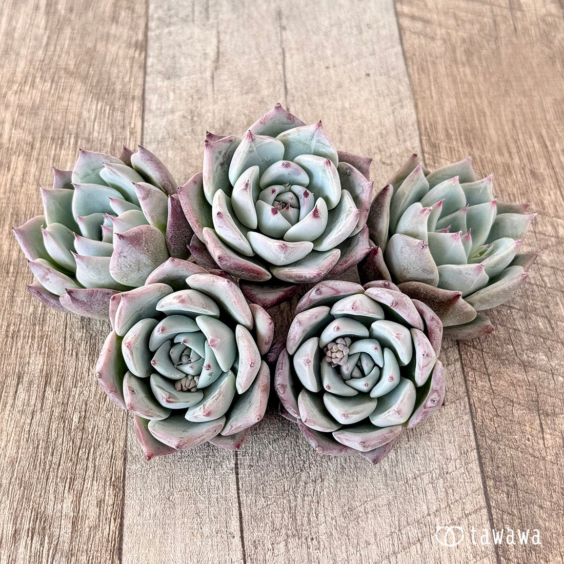 Tawha(エアーマジック苗)