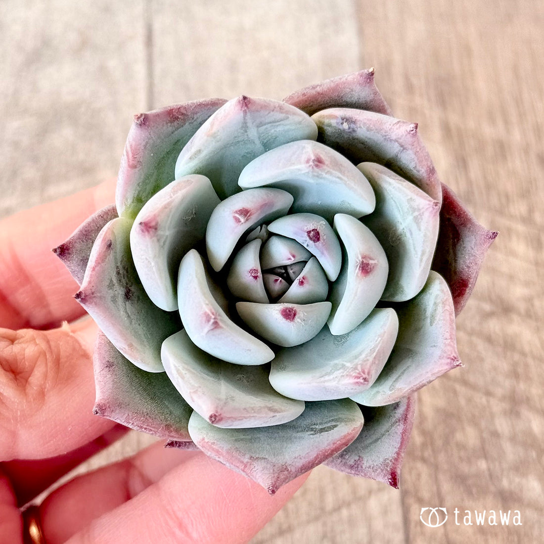 Tawha(エアーマジック苗)