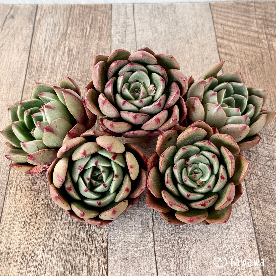 ロイヤルルー(エアーマジック苗)