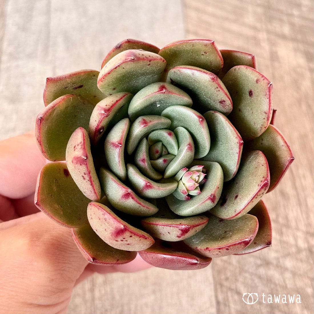 ロイヤルルー(エアーマジック苗)