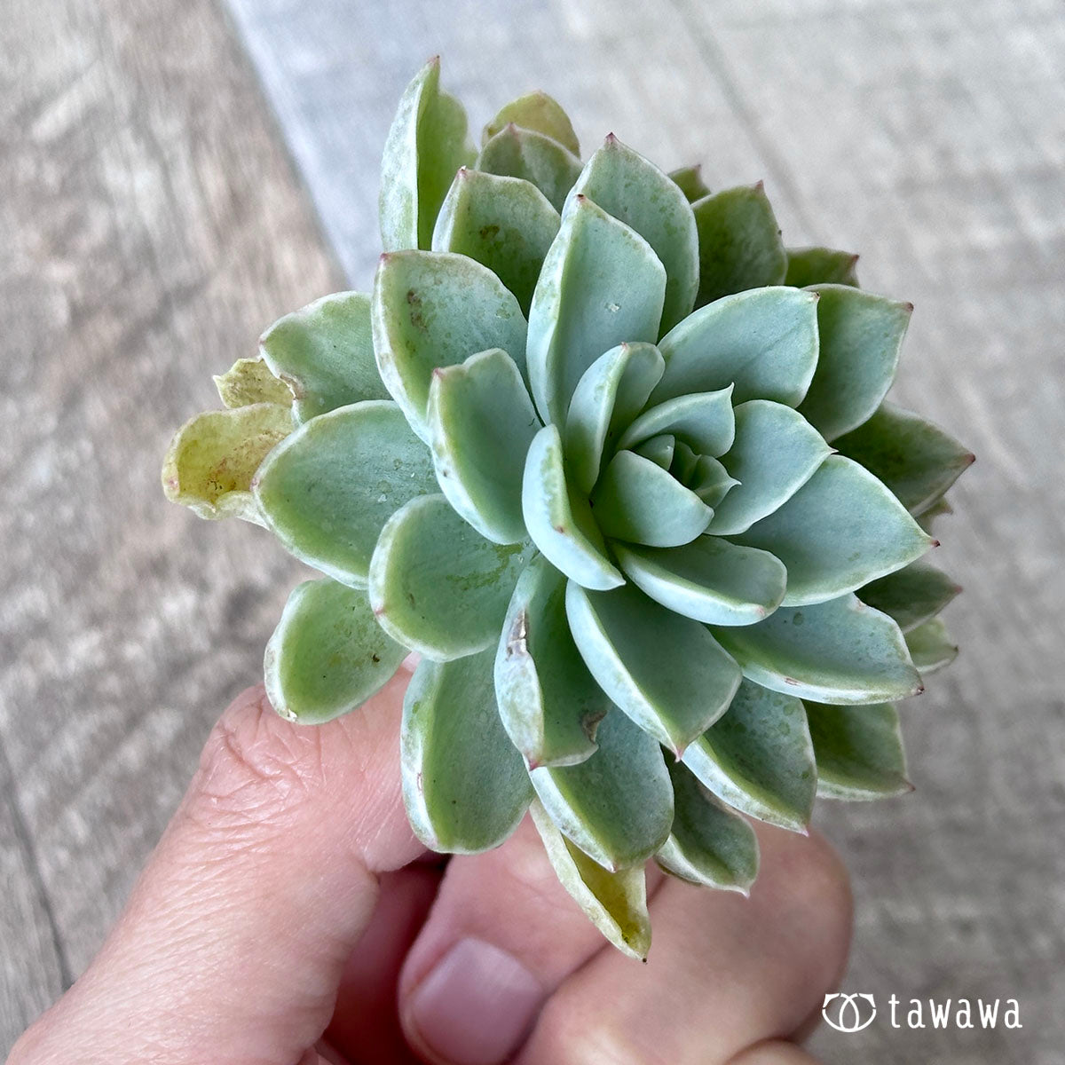 パンジー白錦