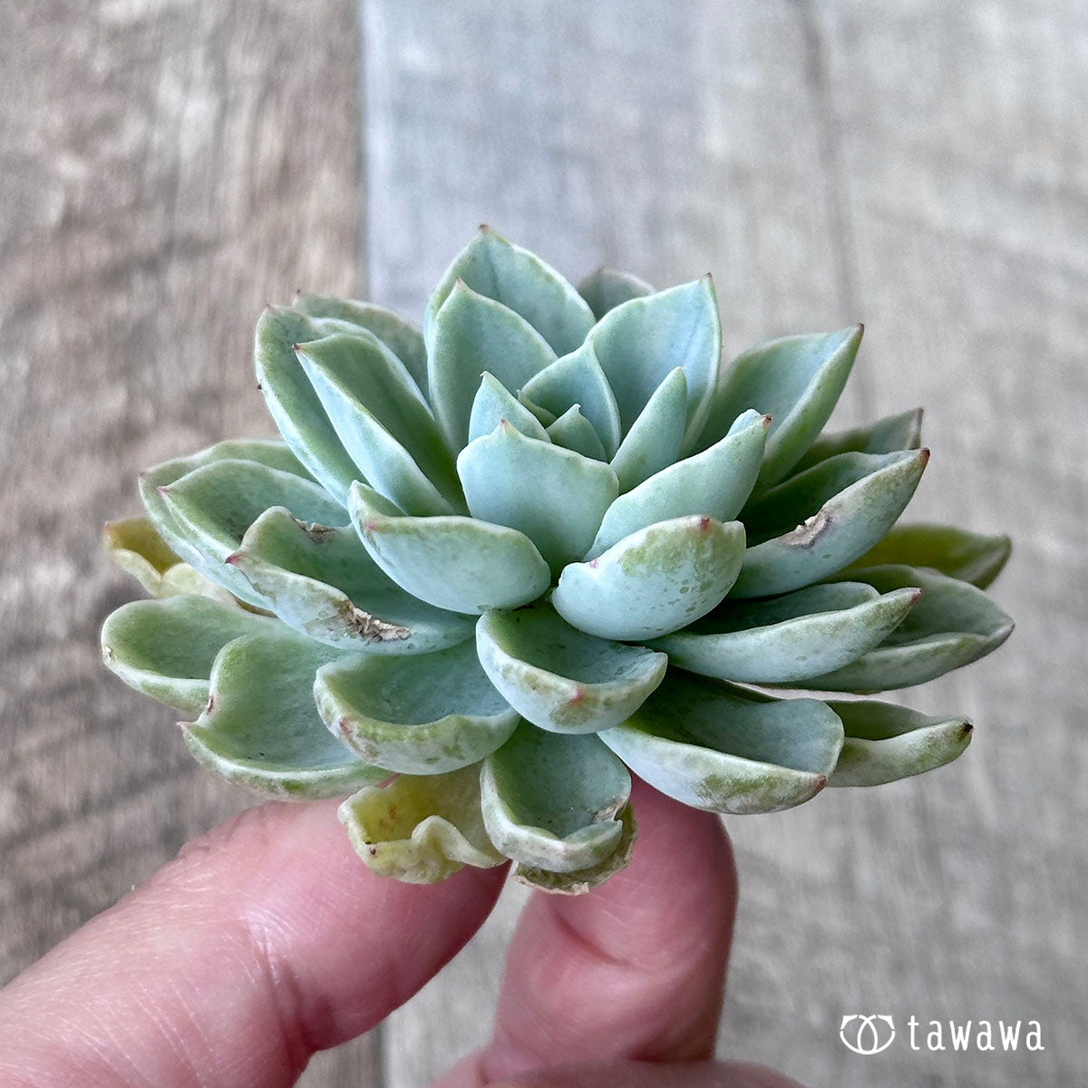パンジー白錦