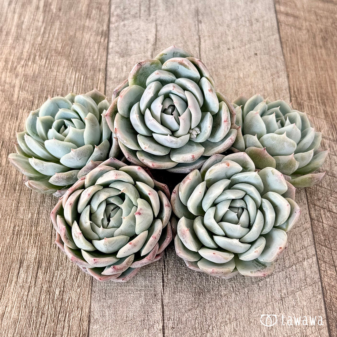 ベリーハート(エアーマジック苗)