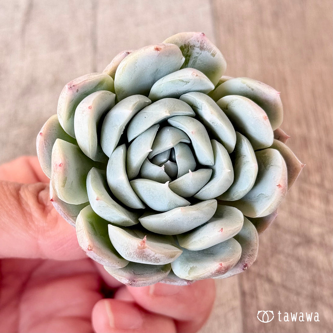 ベリーハート(エアーマジック苗)