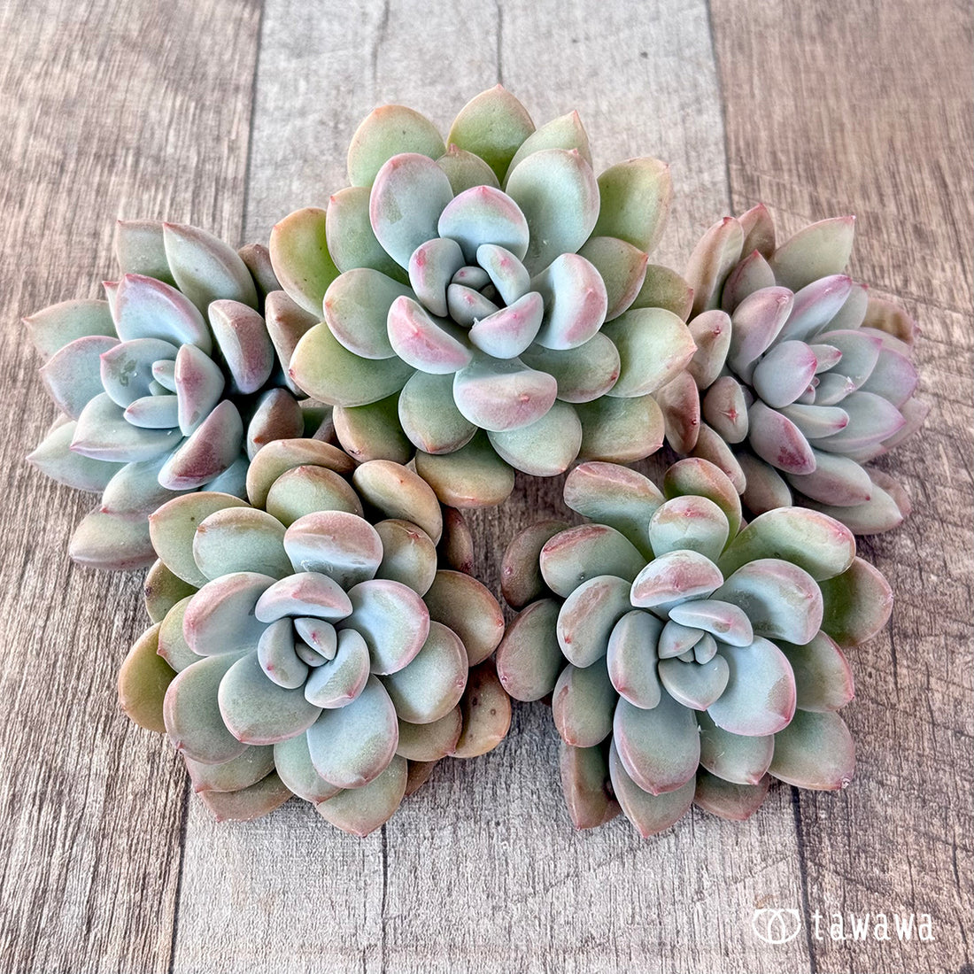 アイン(エアーマジック苗)